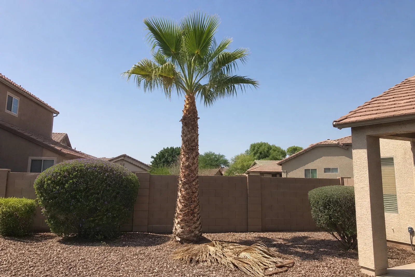 Recently trimmed queen palm with removed dry fronds in Avondale Arizona Maricopa County West Valley residential yard