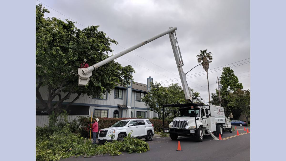tree service in Avondale AZ